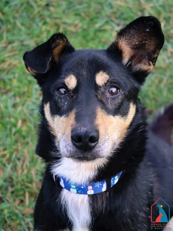 Pies do adopcji, Grudziądz, 19 października 2024 (1/5)