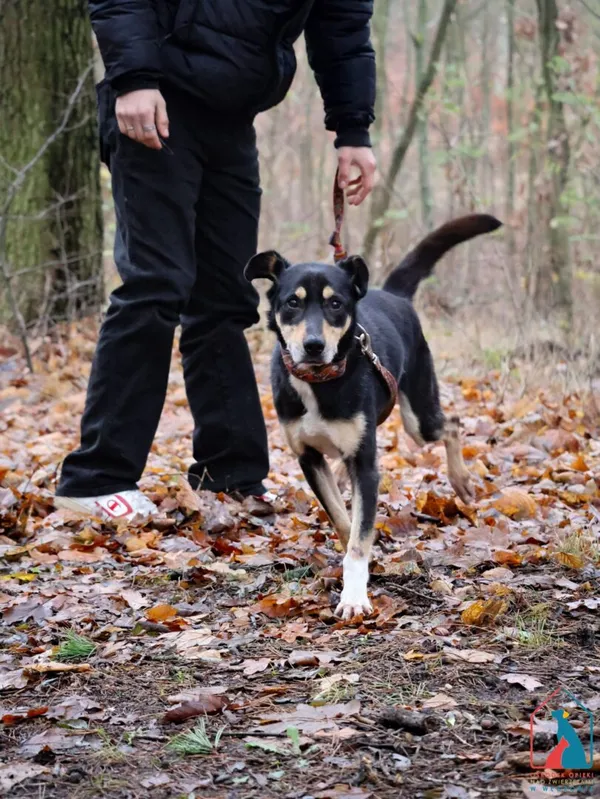 Pies do adopcji, Grudziądz, 19 października 2024 (2/5)