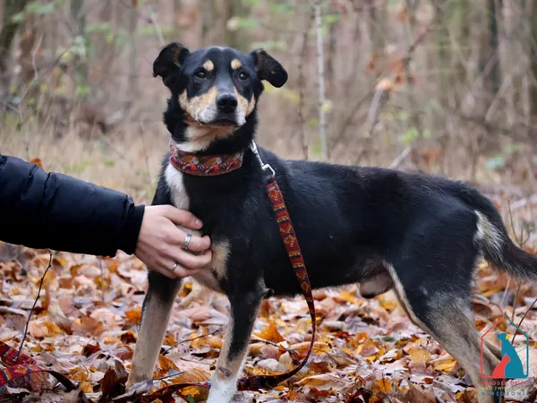 Pies do adopcji, Grudziądz, 19 października 2024 (3/5)