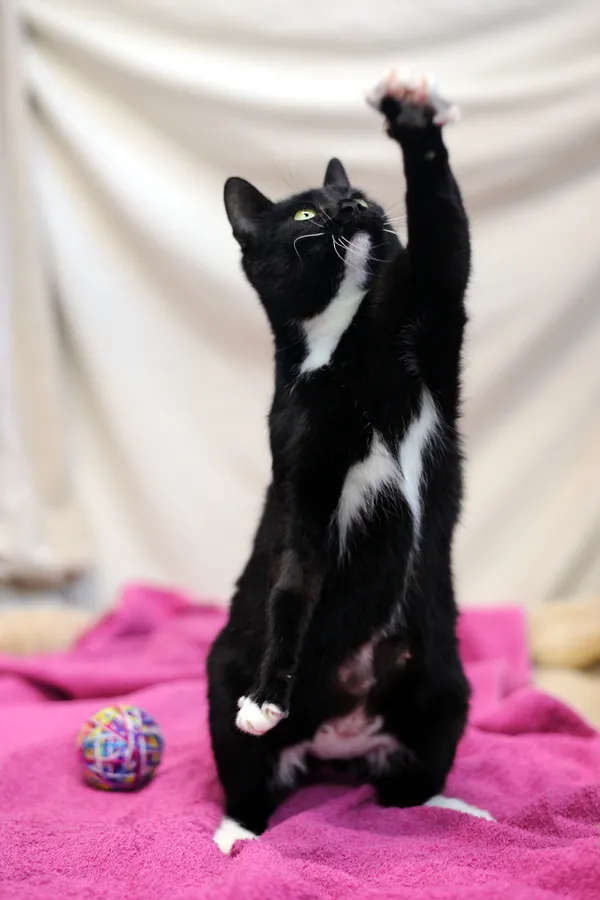 Znaleziono kota, Sosnowiec, 6 grudnia 2024 (2/5)