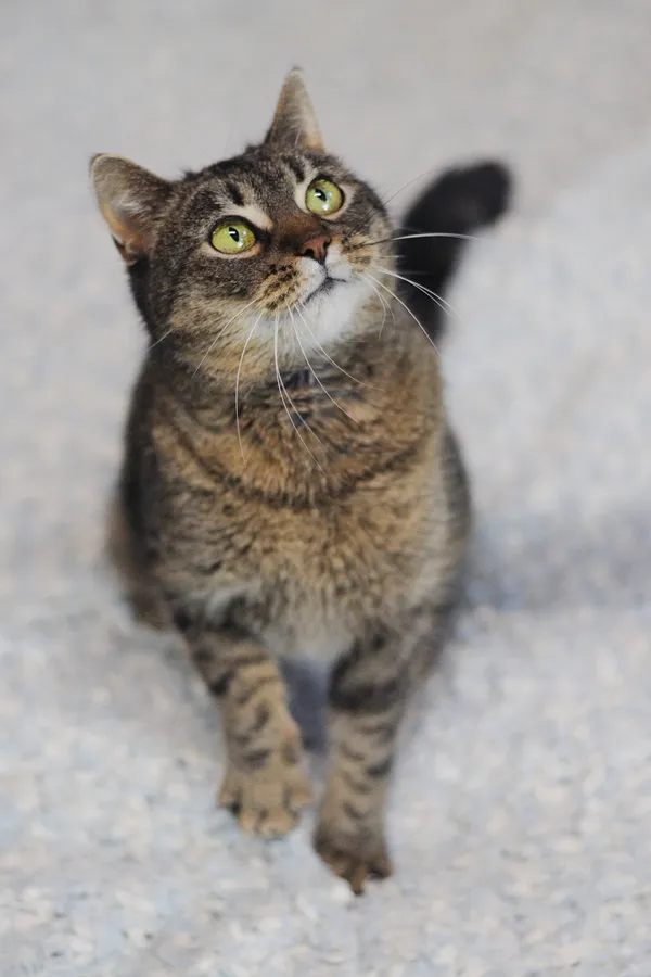 Znaleziono kota, Sosnowiec, 6 grudnia 2024 (3/5)