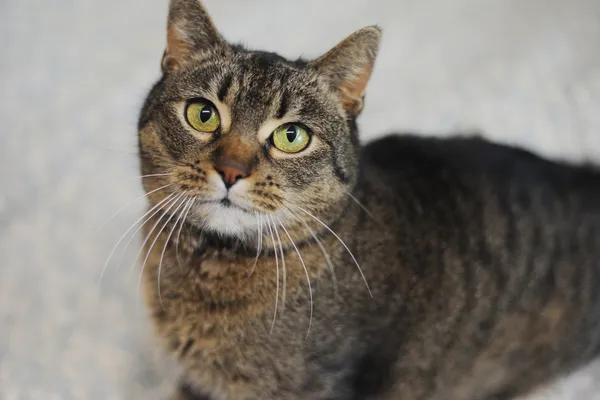 Znaleziono kota, Sosnowiec, 6 grudnia 2024 (4/5)