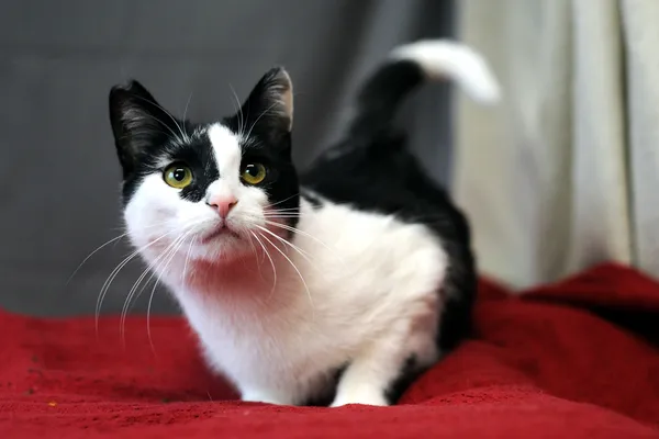 Znaleziono kota, Sosnowiec, 28 listopada 2024 (2/4)