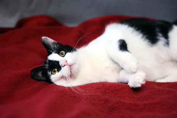 Znaleziono kota, Sosnowiec, 28 listopada 2024 (3/4)