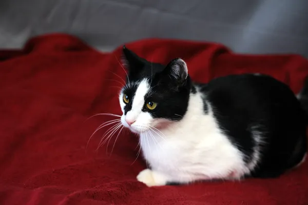 Znaleziono kota, Sosnowiec, 28 listopada 2024 (4/4)