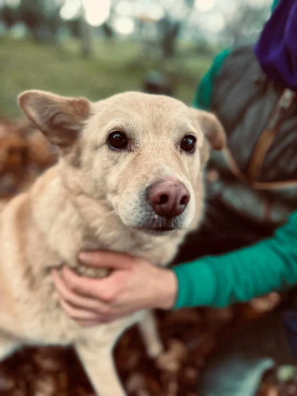 Pies do adopcji, Jelenia Góra, 30 listopada 2024 (4/4)