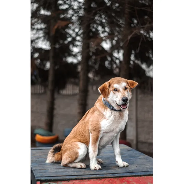 Znaleziono psa, Białystok, 2 grudnia 2024 (1/4)