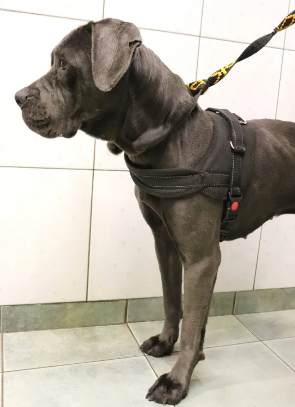 Znaleziono psa, Łódź, 10 grudnia 2024 (1/5)