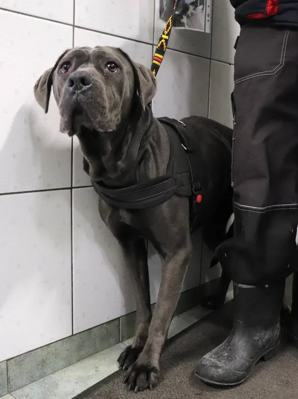 Znaleziono psa, Łódź, 10 grudnia 2024 (2/5)