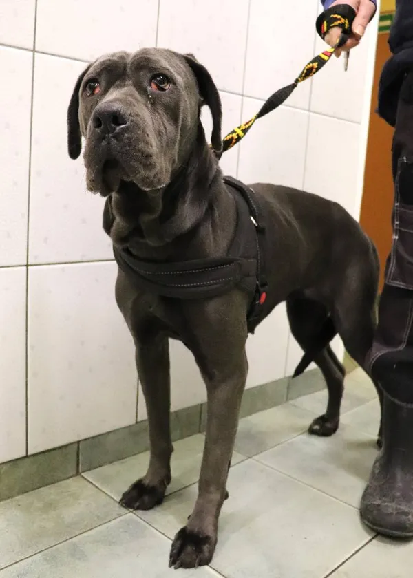 Znaleziono psa, Łódź, 10 grudnia 2024 (3/5)