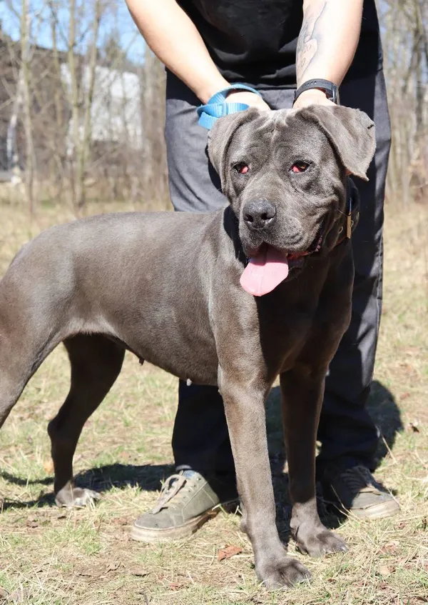 Znaleziono psa, Łódź, 10 grudnia 2024 (5/5)