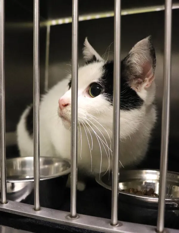 Znaleziono kota, Łódź, 10 grudnia 2024 (1/4)