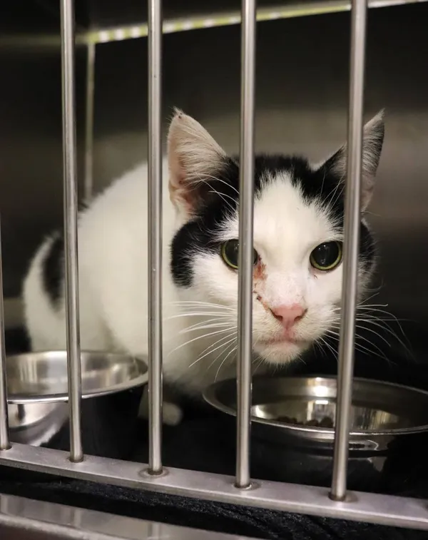 Znaleziono kota, Łódź, 10 grudnia 2024 (2/4)