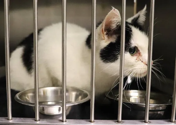 Znaleziono kota, Łódź, 10 grudnia 2024 (3/4)