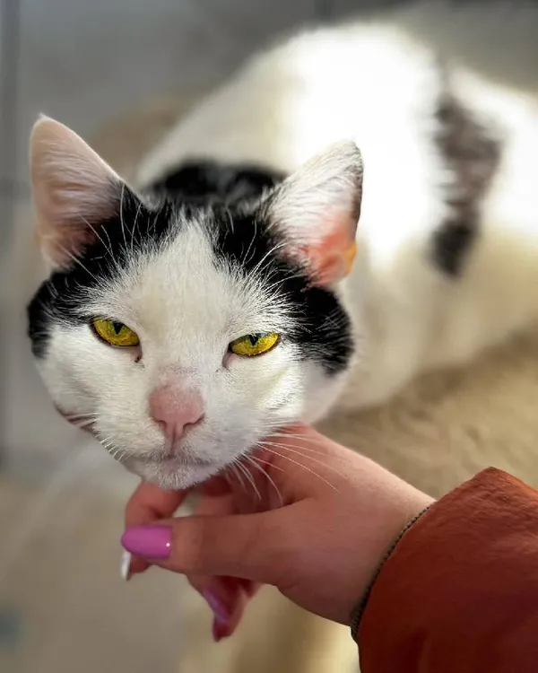 Znaleziono kota, Łódź, 10 grudnia 2024 (4/4)