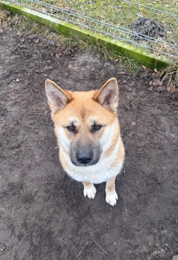 Pies do adopcji, Włocławek, 9 grudnia 2024 (3/5)