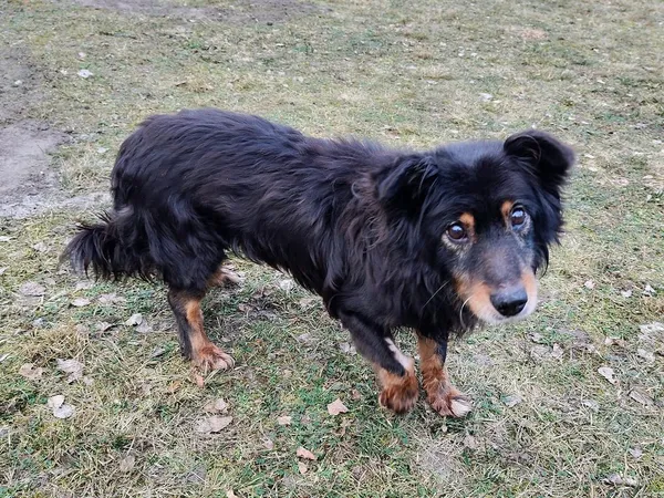 Pies do adopcji, Włocławek, 4 grudnia 2024 (1/4)