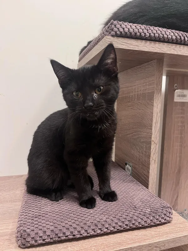 Kot do adopcji, Włocławek, 29 listopada 2024 (3/5)