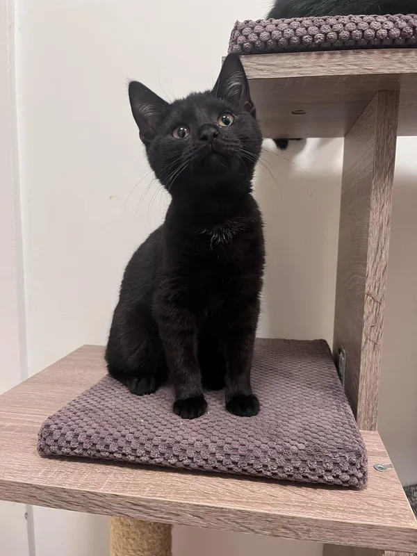 Kot do adopcji, Włocławek, 29 listopada 2024 (5/5)