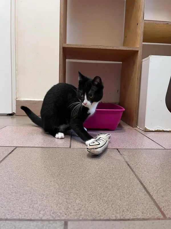 Kot do adopcji, Włocławek, 29 listopada 2024 (2/5)