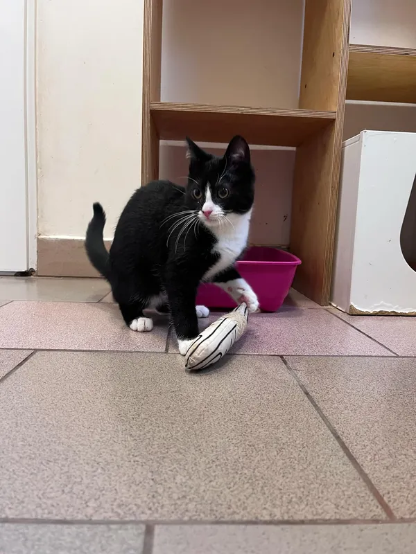 Kot do adopcji, Włocławek, 29 listopada 2024 (3/5)