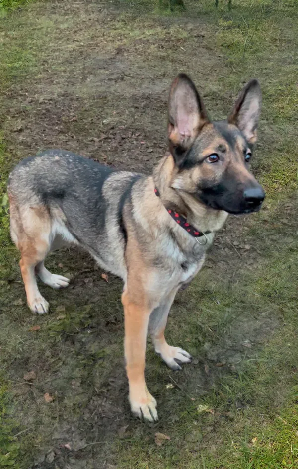 Pies do adopcji, Włocławek, 24 listopada 2024 (4/5)