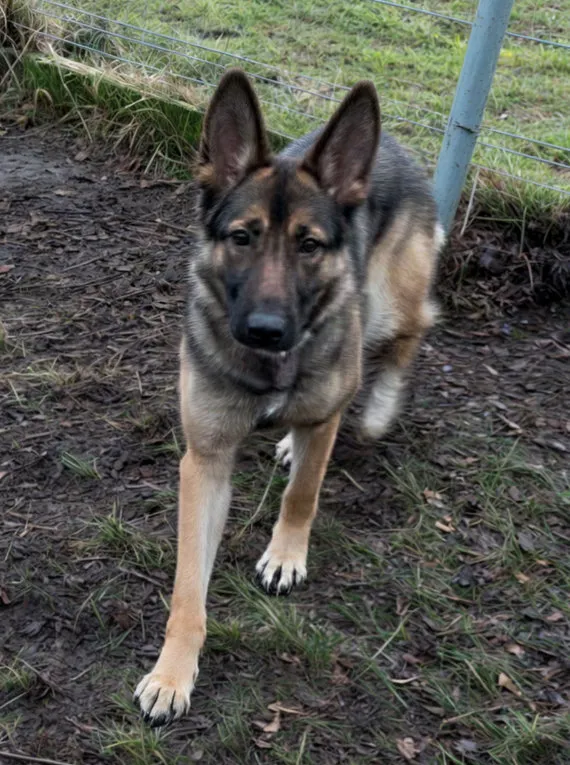 Pies do adopcji, Włocławek, 24 listopada 2024 (5/5)