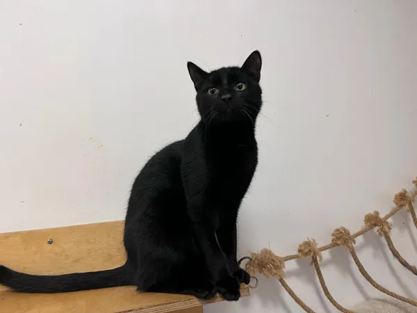 Kot do adopcji, Włocławek, 15 listopada 2024 (1/5)