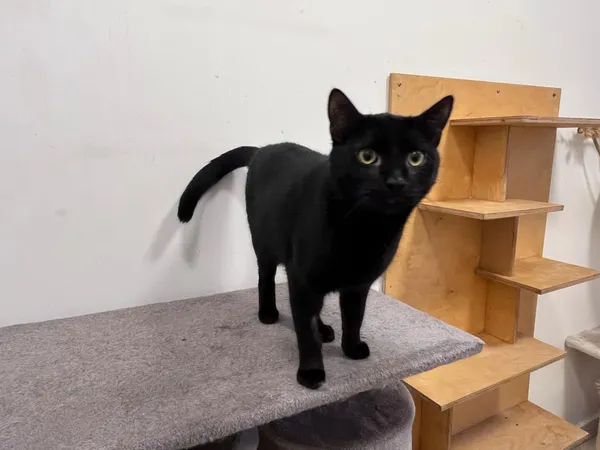 Kot do adopcji, Włocławek, 15 listopada 2024 (2/5)