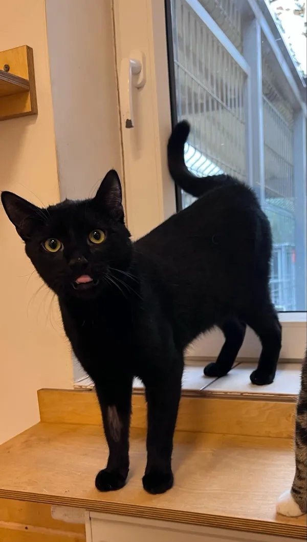 Kot do adopcji, Włocławek, 15 listopada 2024 (3/5)