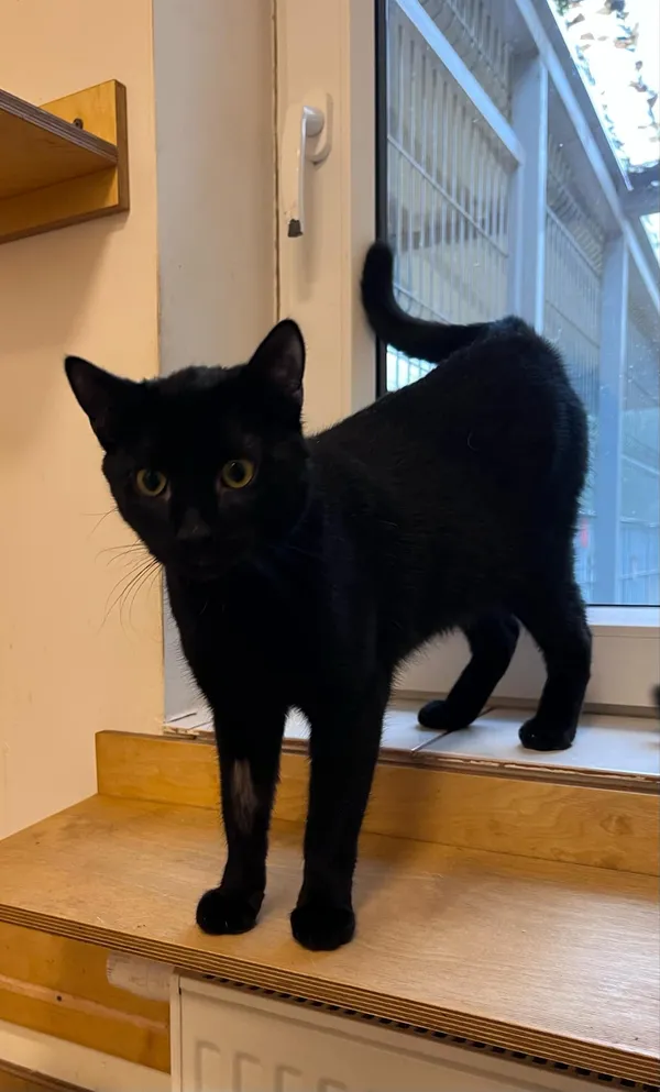 Kot do adopcji, Włocławek, 15 listopada 2024 (4/5)