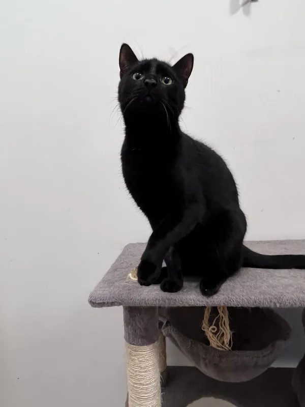 Kot do adopcji, Włocławek, 15 listopada 2024 (5/5)