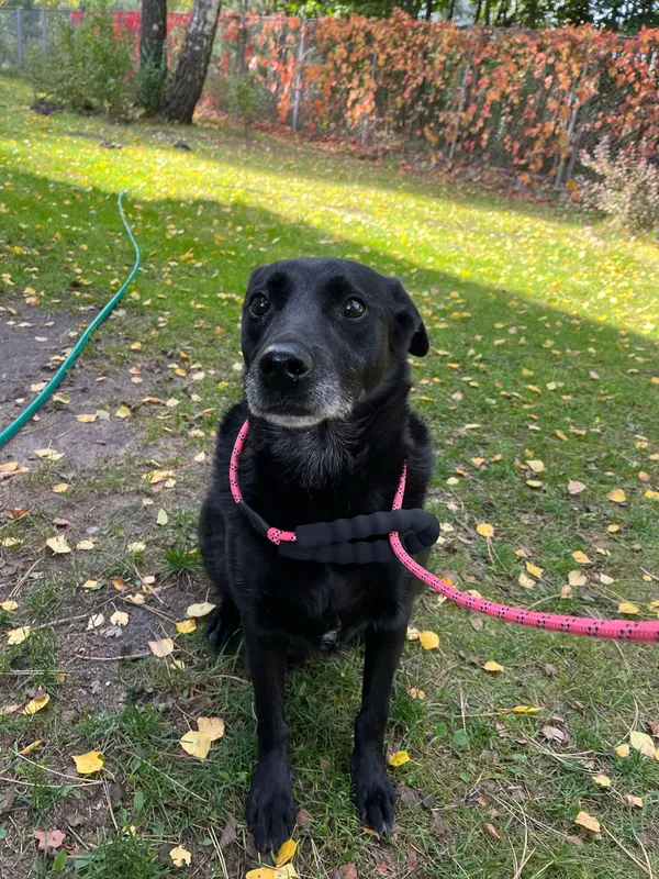 Pies do adopcji, Włocławek, 8 października 2024 (4/5)