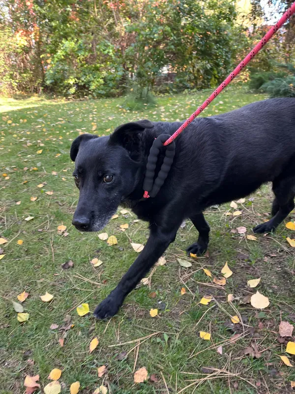 Pies do adopcji, Włocławek, 8 października 2024 (5/5)