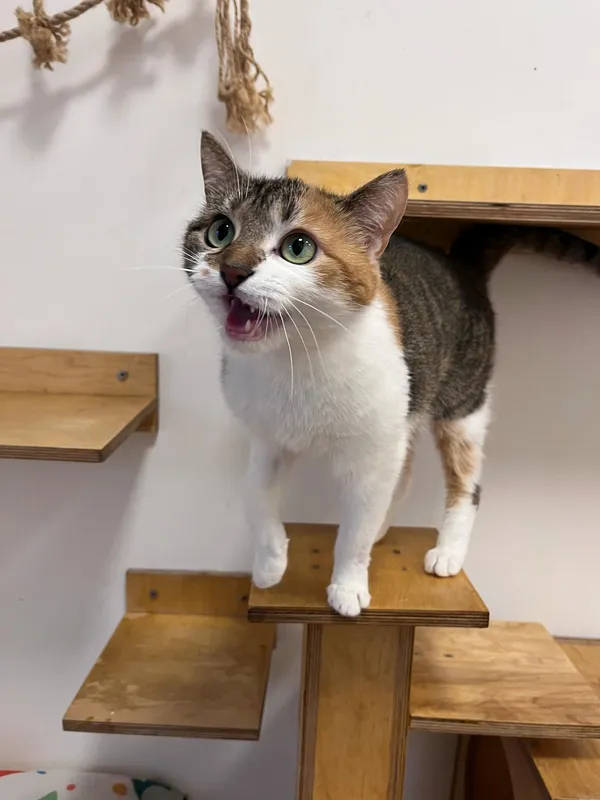 Kot do adopcji, Włocławek, 29 września 2024 (1/5)