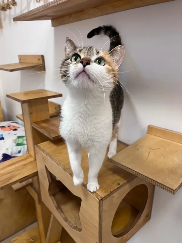 Kot do adopcji, Włocławek, 29 września 2024 (2/5)