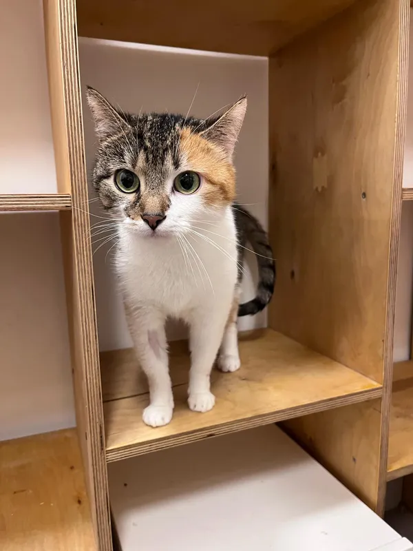 Kot do adopcji, Włocławek, 29 września 2024 (3/5)