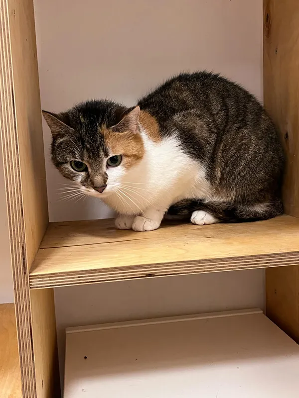 Kot do adopcji, Włocławek, 29 września 2024 (4/5)