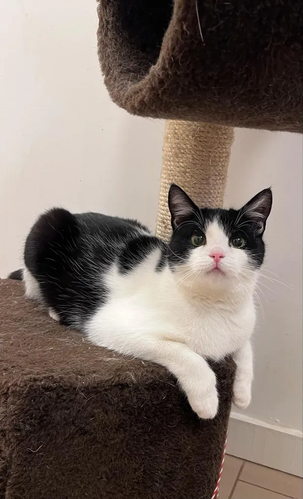 Kot do adopcji, Włocławek, 27 września 2024 (1/5)