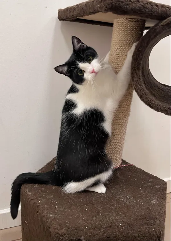 Kot do adopcji, Włocławek, 27 września 2024 (2/5)