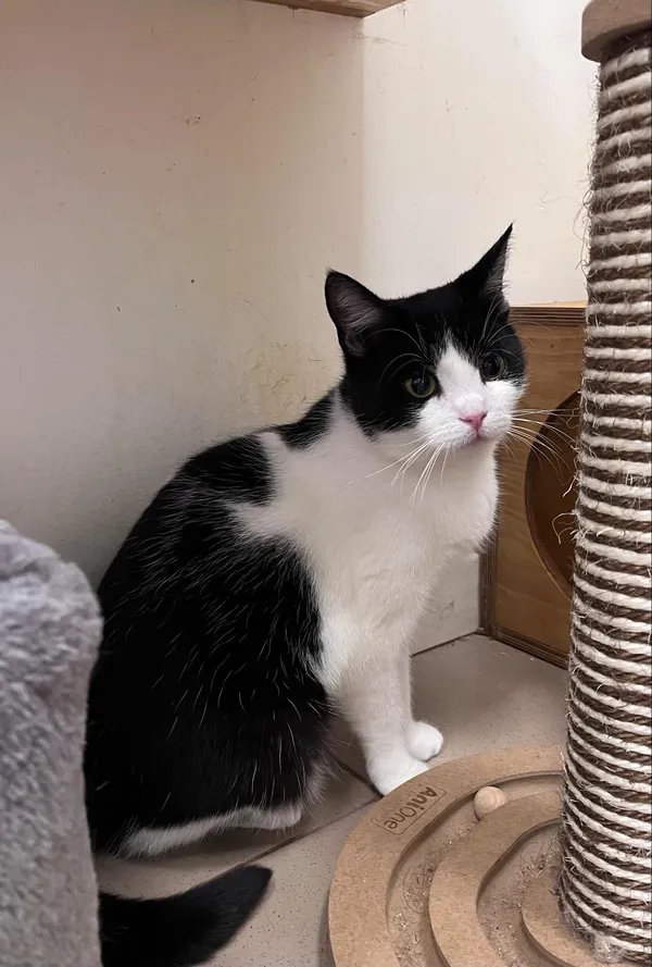 Kot do adopcji, Włocławek, 27 września 2024 (3/5)