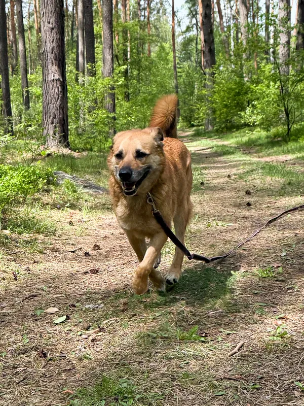 Pies do adopcji, Włocławek, 25 czerwca 2023 (1/5)