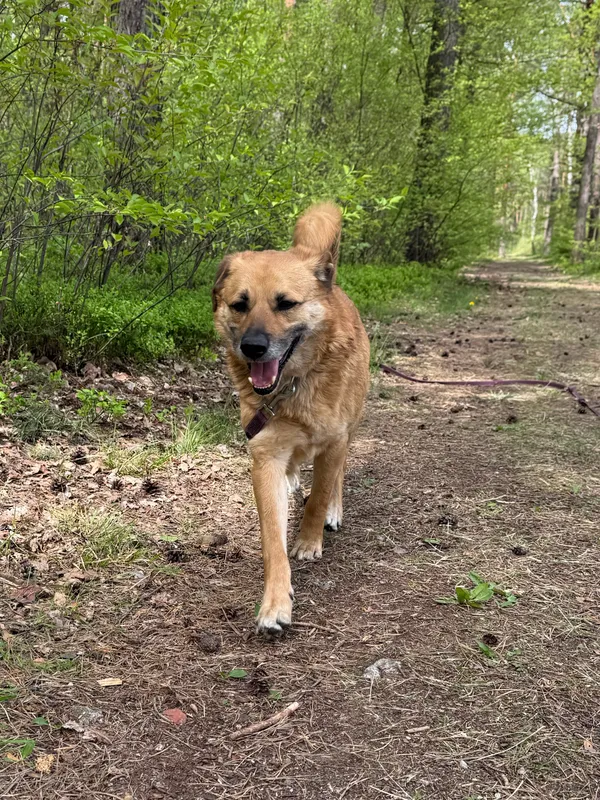 Pies do adopcji, Włocławek, 25 czerwca 2023 (2/5)