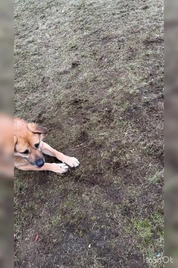 Pies do adopcji, Włocławek, 25 czerwca 2023 (4/5)