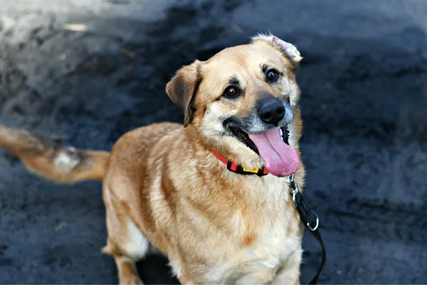 Pies do adopcji, Włocławek, 25 czerwca 2023 (5/5)