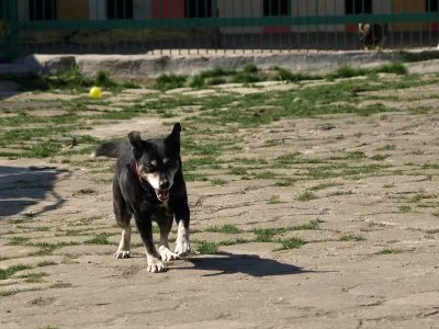 Pies do adopcji, Pabianice, 4 czerwca 2024 (1/5)