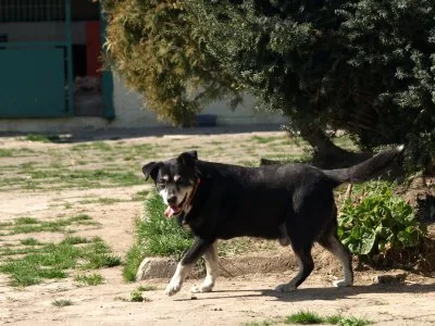 Pies do adopcji, Pabianice, 4 czerwca 2024 (5/5)