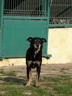 Pies do adopcji, Pabianice, 28 stycznia 2024 (1/5)