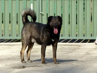 Pies do adopcji, Pabianice, 21 grudnia 2023 (1/4)