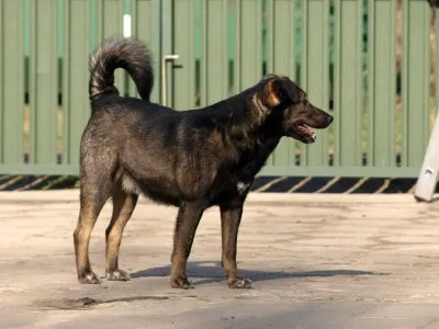 Pies do adopcji, Pabianice, 21 grudnia 2023 (2/4)